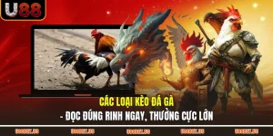 Các loại kèo đá gà - đọc đúng rinh ngay, thưởng cực lớn