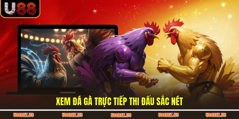 Xem đá gà trực tiếp thi đấu sắc nét